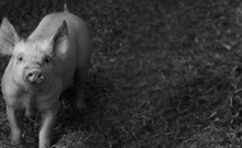 Kastenstände in der Schweinehaltung – Volksanwaltschaft bereitet Gang zum Verfassungsgerichtshof vor