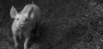 Die VA fordert eine Reform der Schweinehaltung.