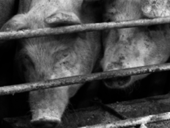 Geruch und Lärm des Schweinemastbetriebs sind für Nachbarn unzumutbar