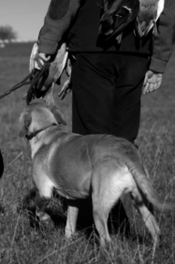 Jäger mit Hund (Foto: iStock)